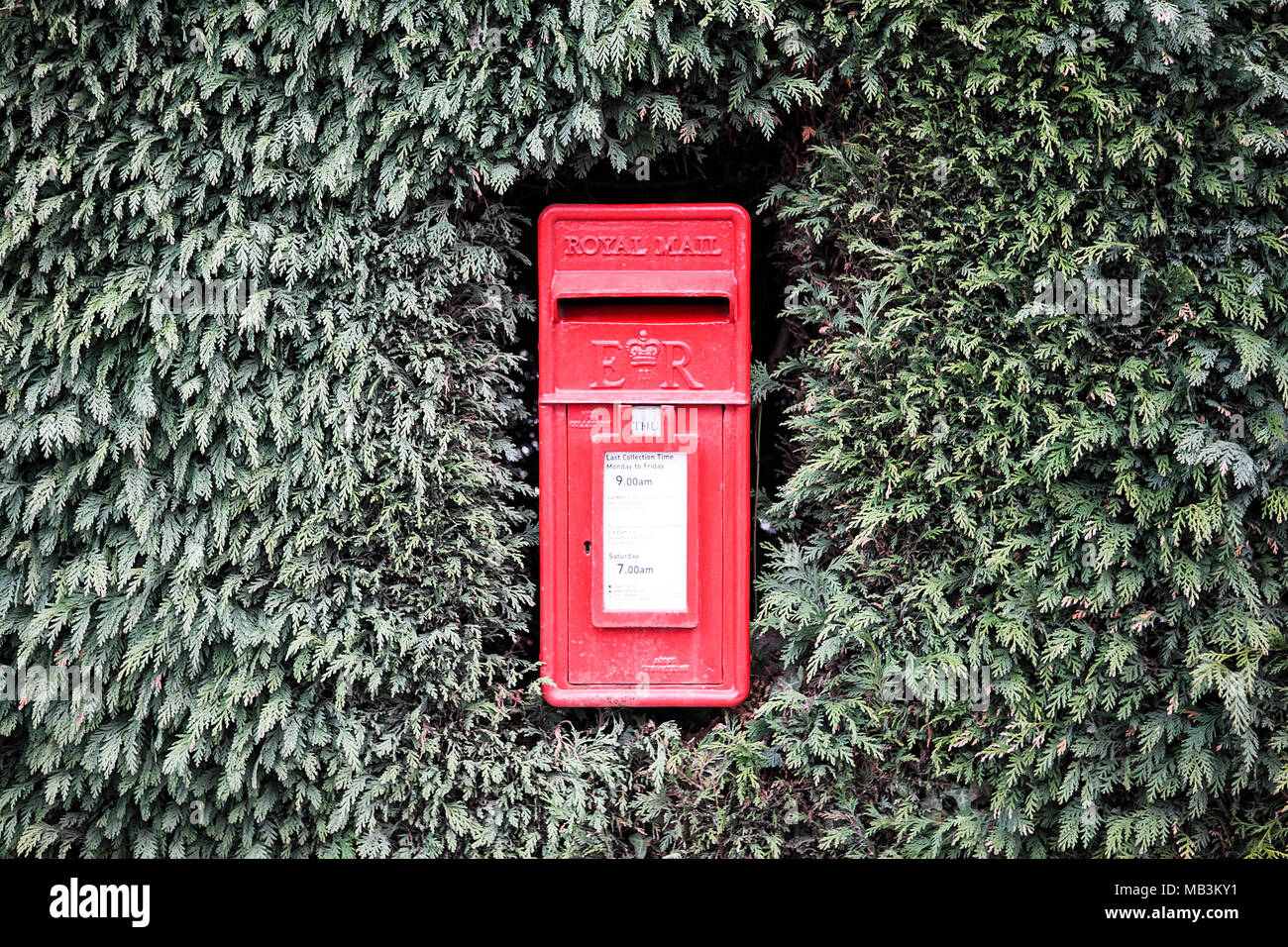 Royal Mail Box in Regno Unito visto qui circondata da un curato di Leyland hedge. Foto Stock