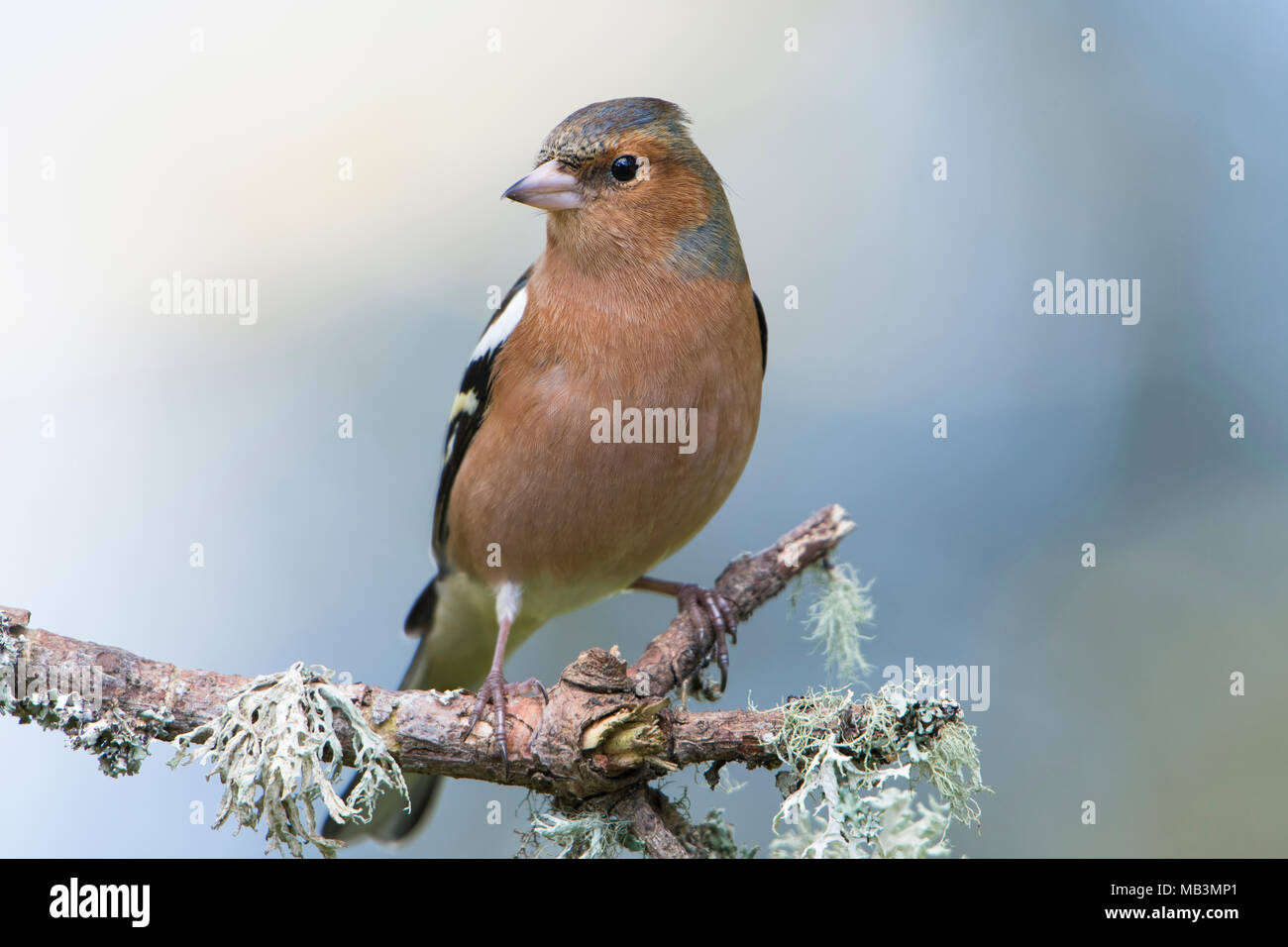 Un maschio comune (fringuello Fringilla coelebs) appollaiato sulla cima di abete, Kildary. La Scozia. Regno Unito Foto Stock