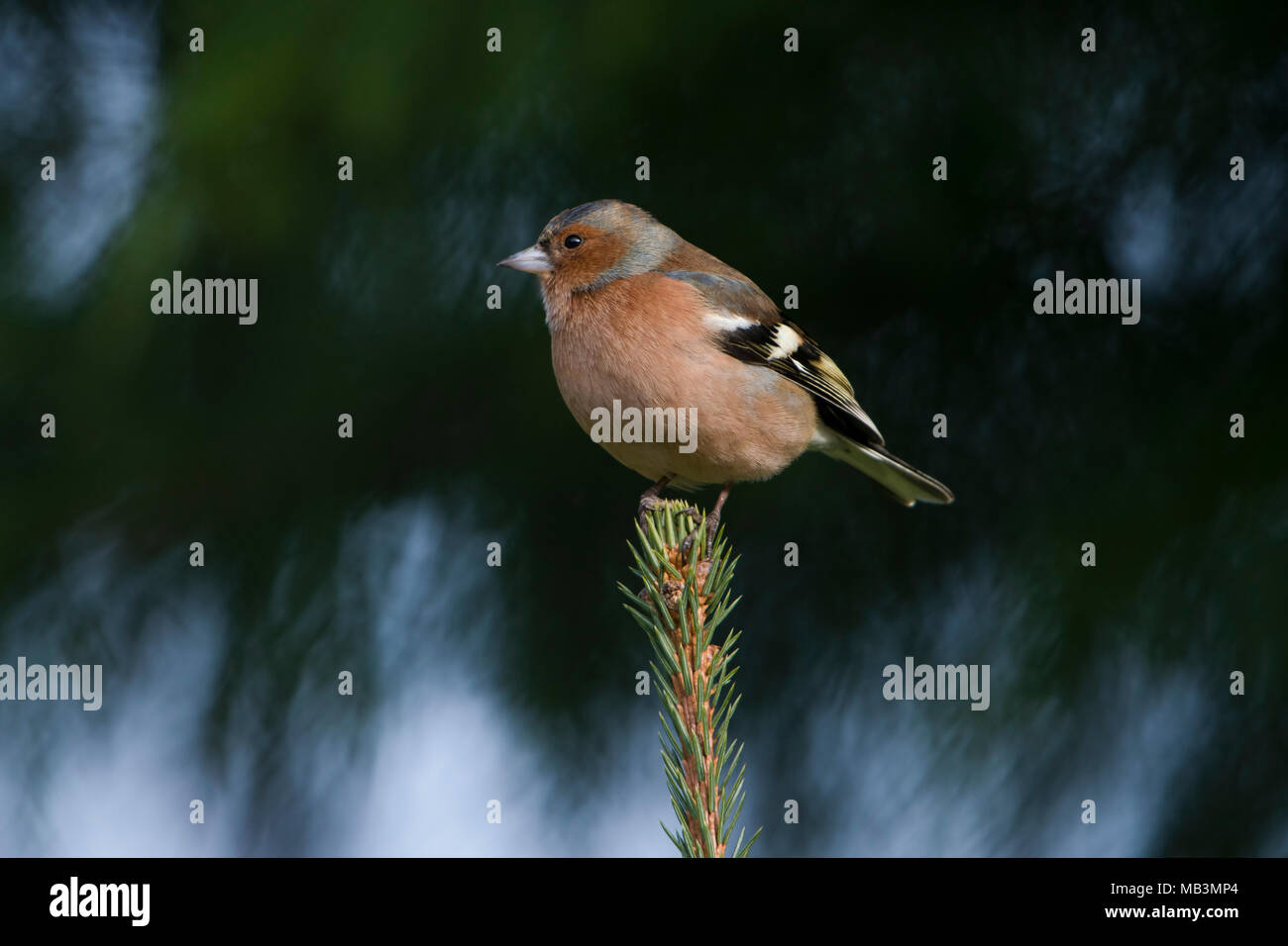 Un maschio comune (fringuello Fringilla coelebs) appollaiato sulla cima di abete, Kildary. La Scozia. Regno Unito Foto Stock