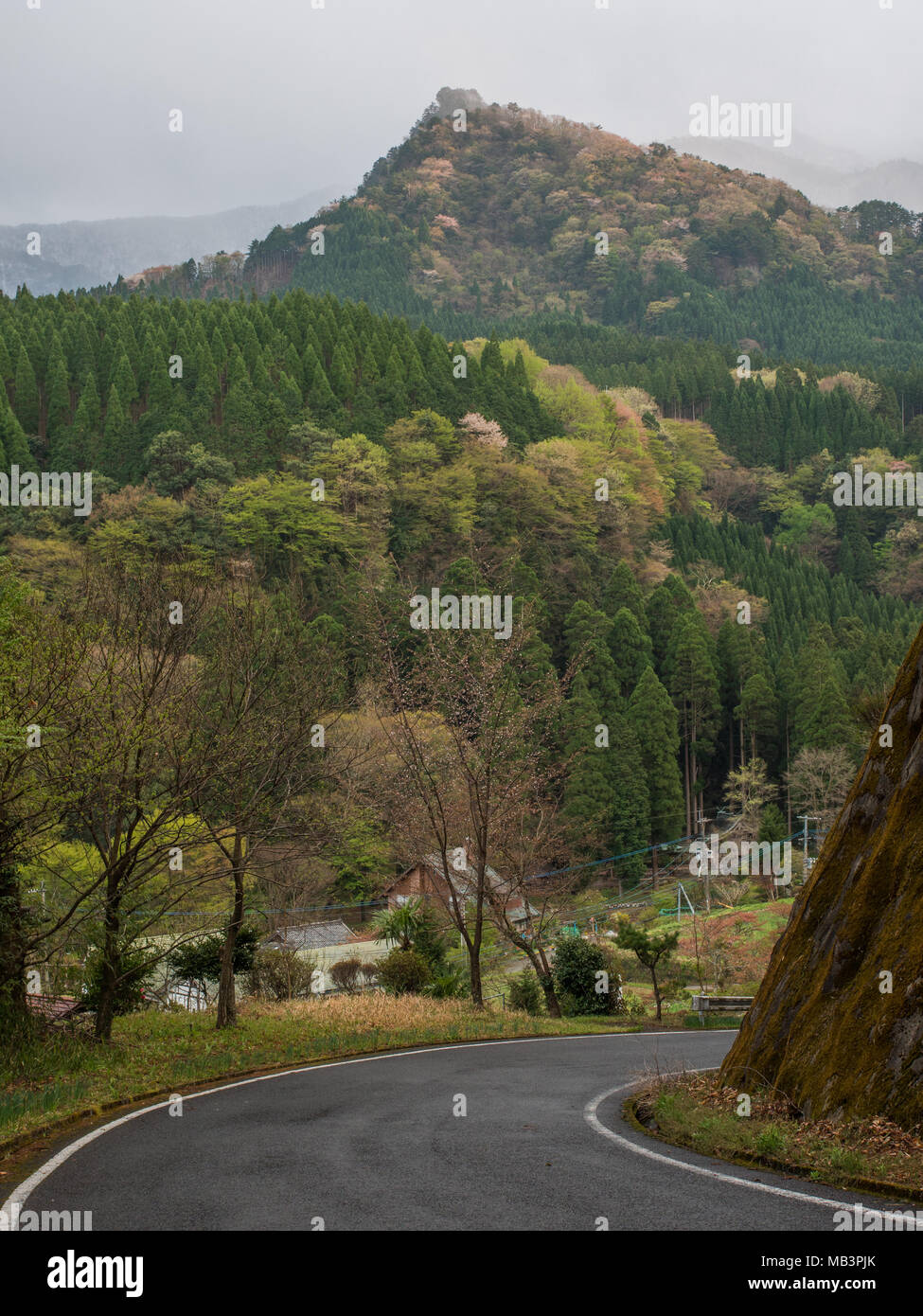 Strada per Kobaru, Oita, Kyushu in Giappone. Paesaggio forestale. Bosco misto. Plantation Cryptomeria japonica e naturale della foresta di latifoglie. Foto Stock