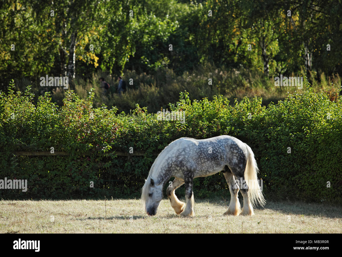 Colline punteggiano Percheron grigio Progetto di cavallo al pascolo nei prati Foto Stock