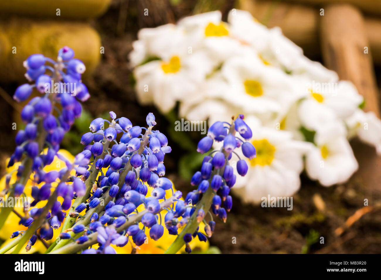 Spring Garden appena piantato fiori sul cortile, letto di fiori Foto Stock