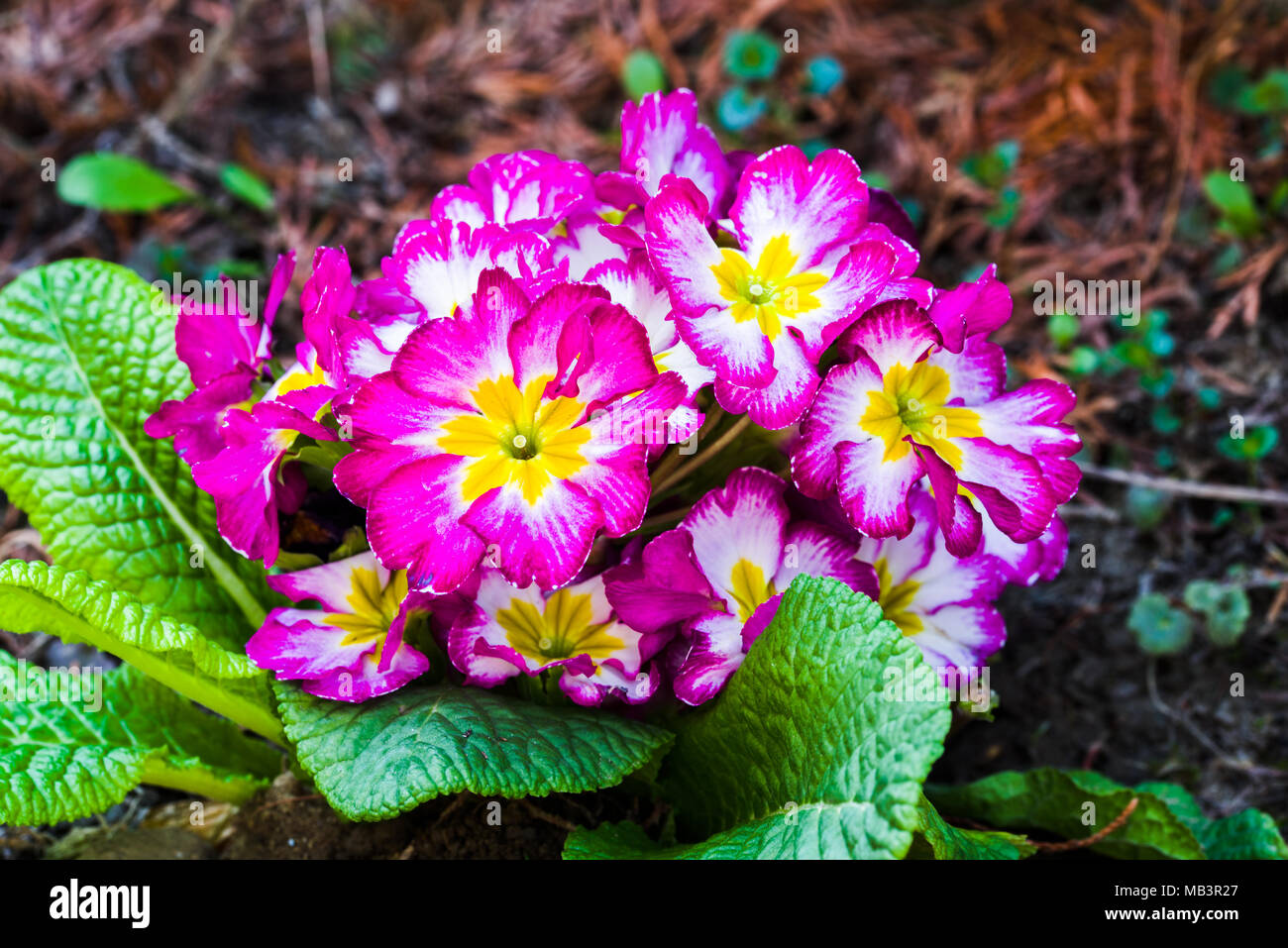 Spring Garden appena piantato fiori sul cortile, letto di fiori Foto Stock