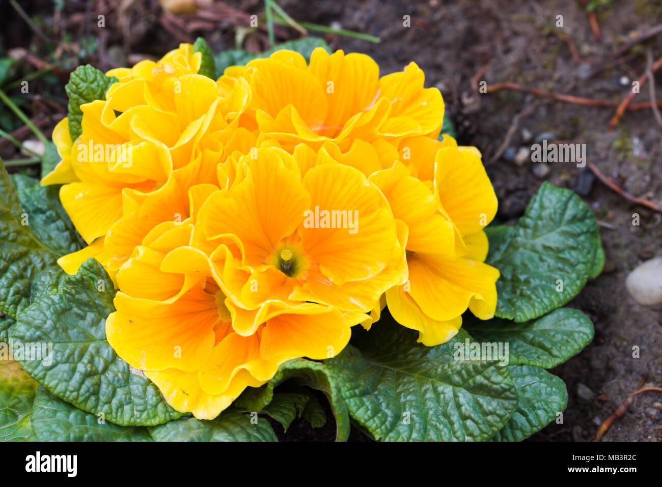 Spring Garden appena piantato fiori sul cortile, letto di fiori Foto Stock