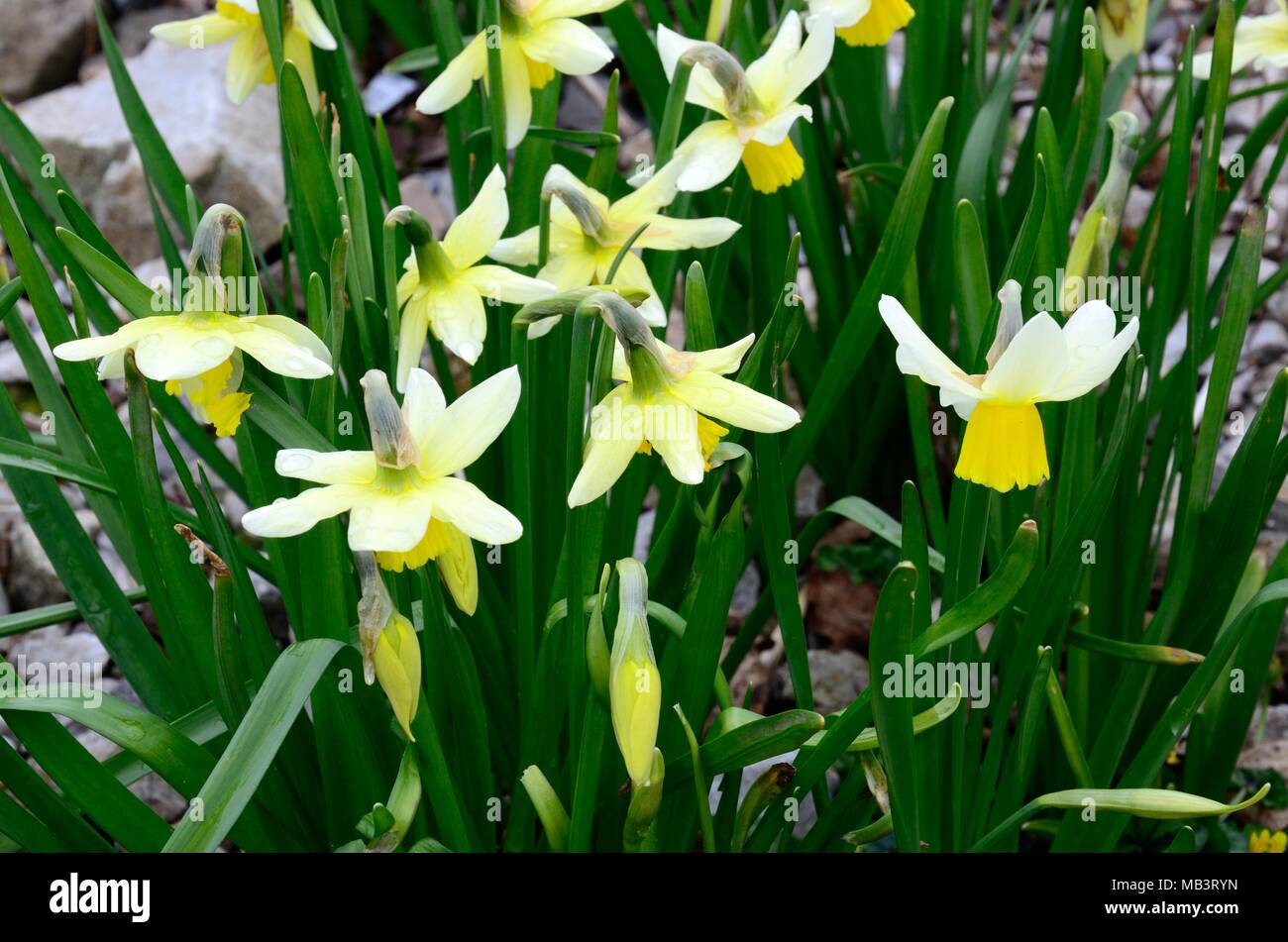 Jack narciso beccaccino daffodil Jack Snipe narcisi fiori Foto Stock