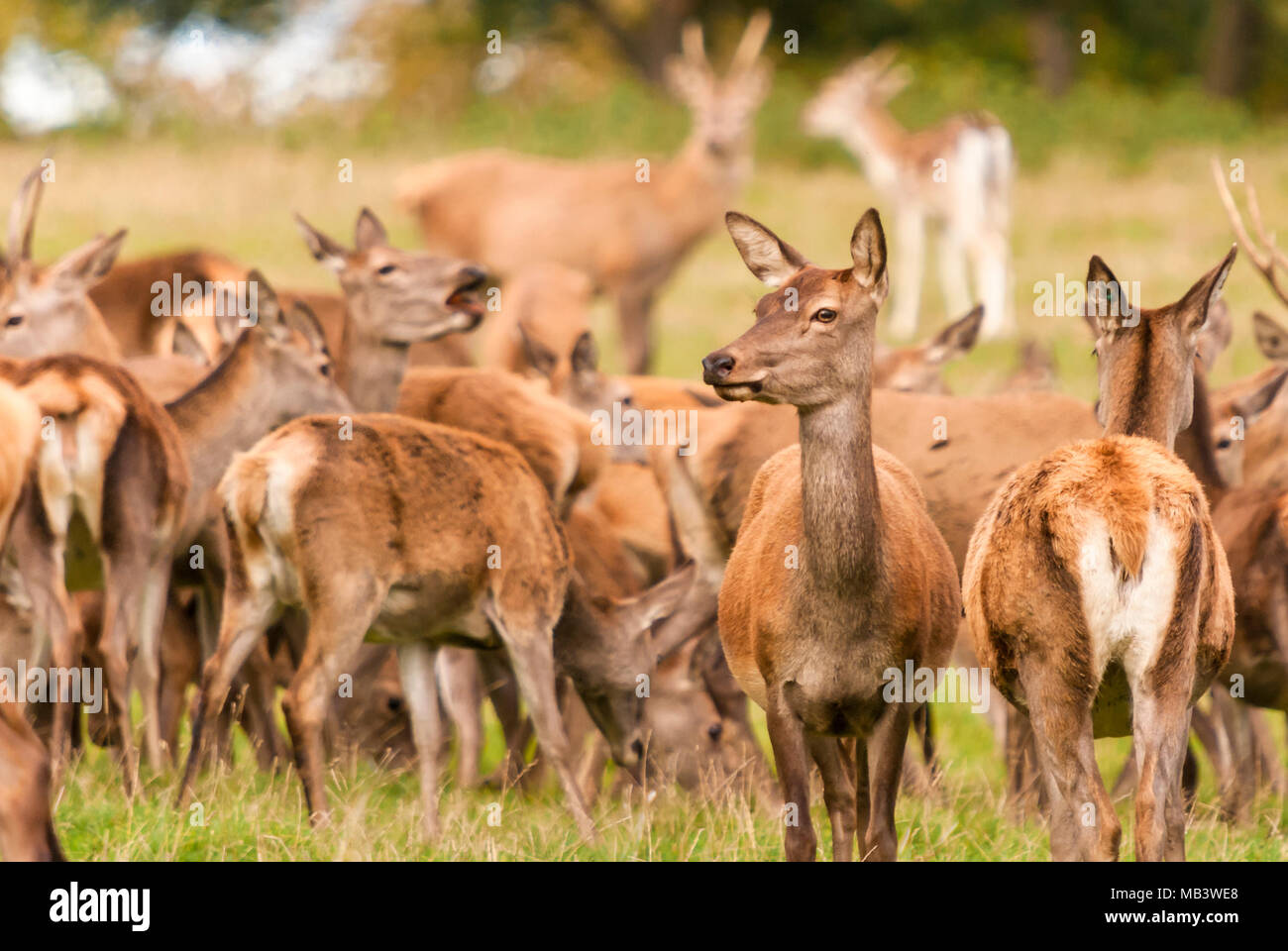 Una mandria di captive Cervi, Cervus elaphus, durante la stagione di solchi. Il 16 ottobre 2010. Foto Stock
