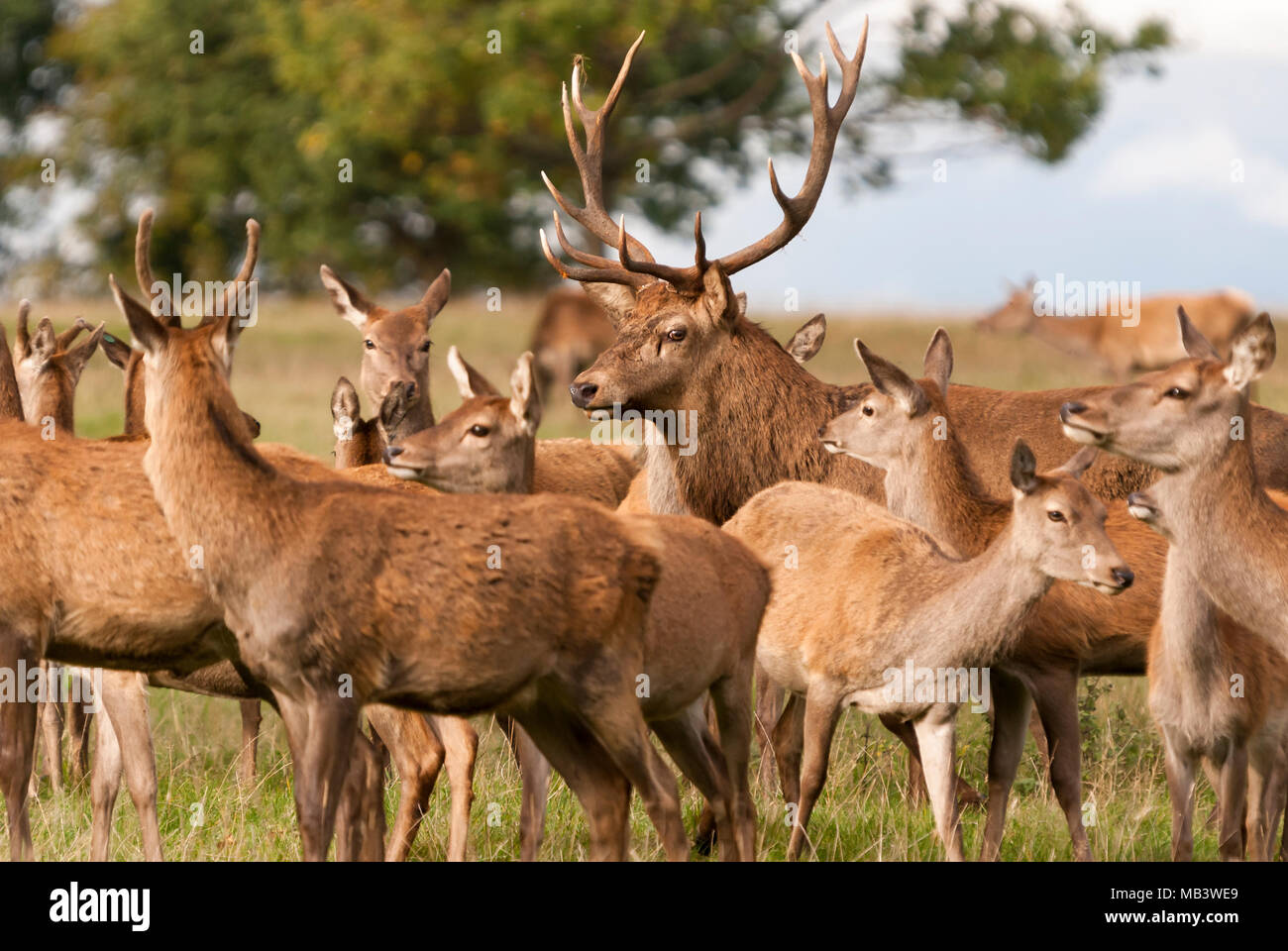 Una mandria di captive Cervi, Cervus elaphus, durante la stagione di solchi. Il 16 ottobre 2010. Foto Stock