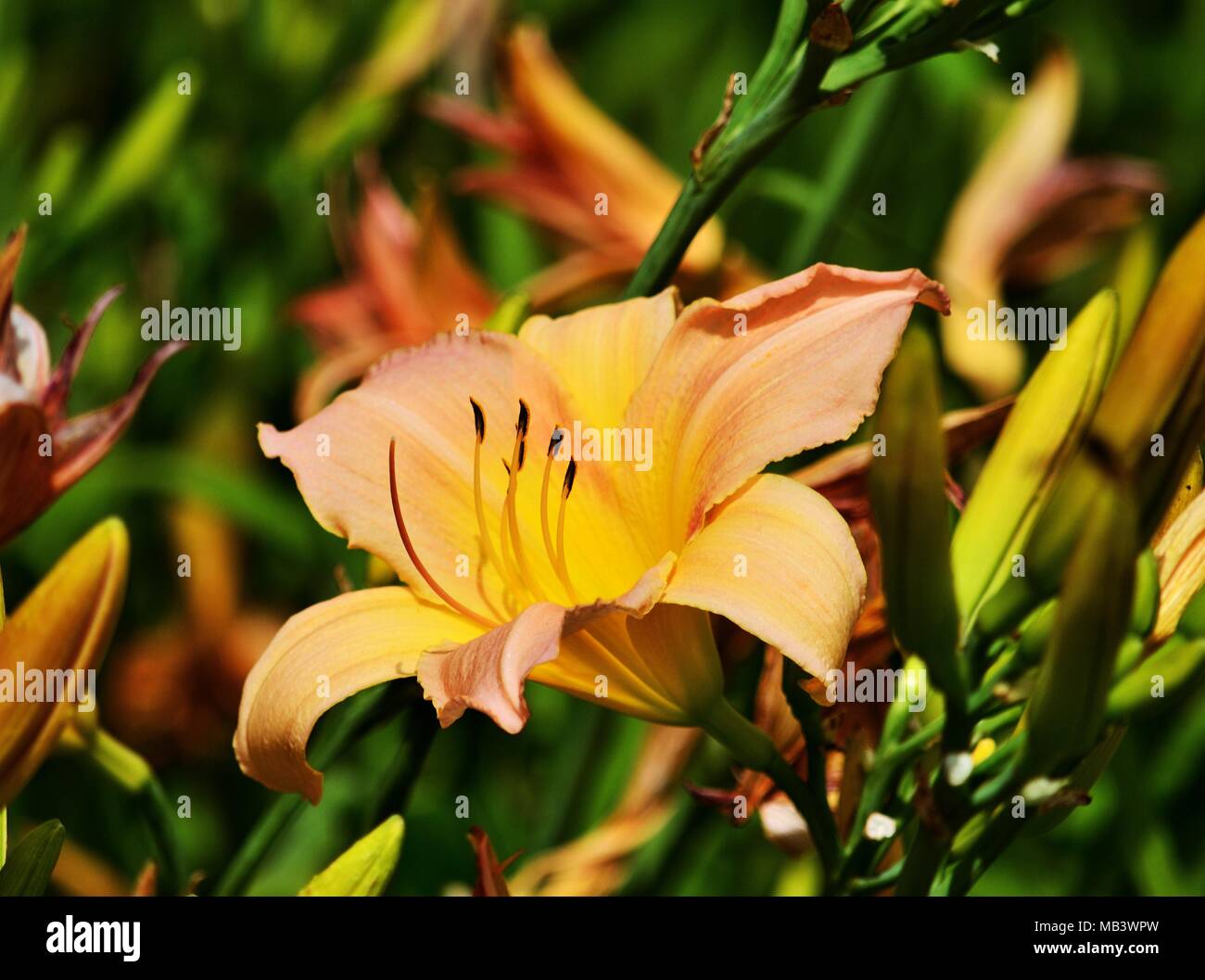 Fire lilly in giardino Foto Stock