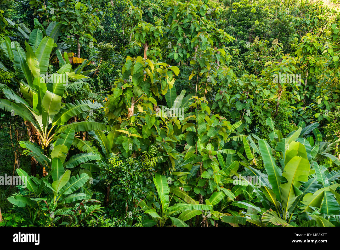 Una lussureggiante vegetazione tropicale a Bukit Barede vicino a Borobudur, Giava centrale, Indonesia Foto Stock