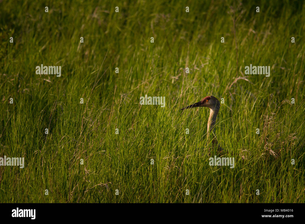 gru sandhill in erba alta Foto Stock