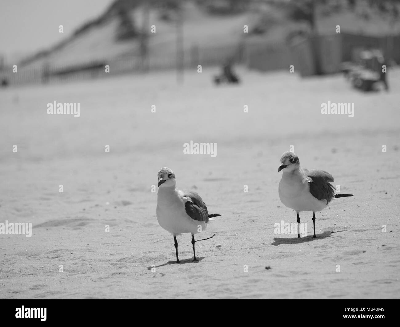 Gabbiani sulla spiaggia in estate presso la riva NJ Foto Stock