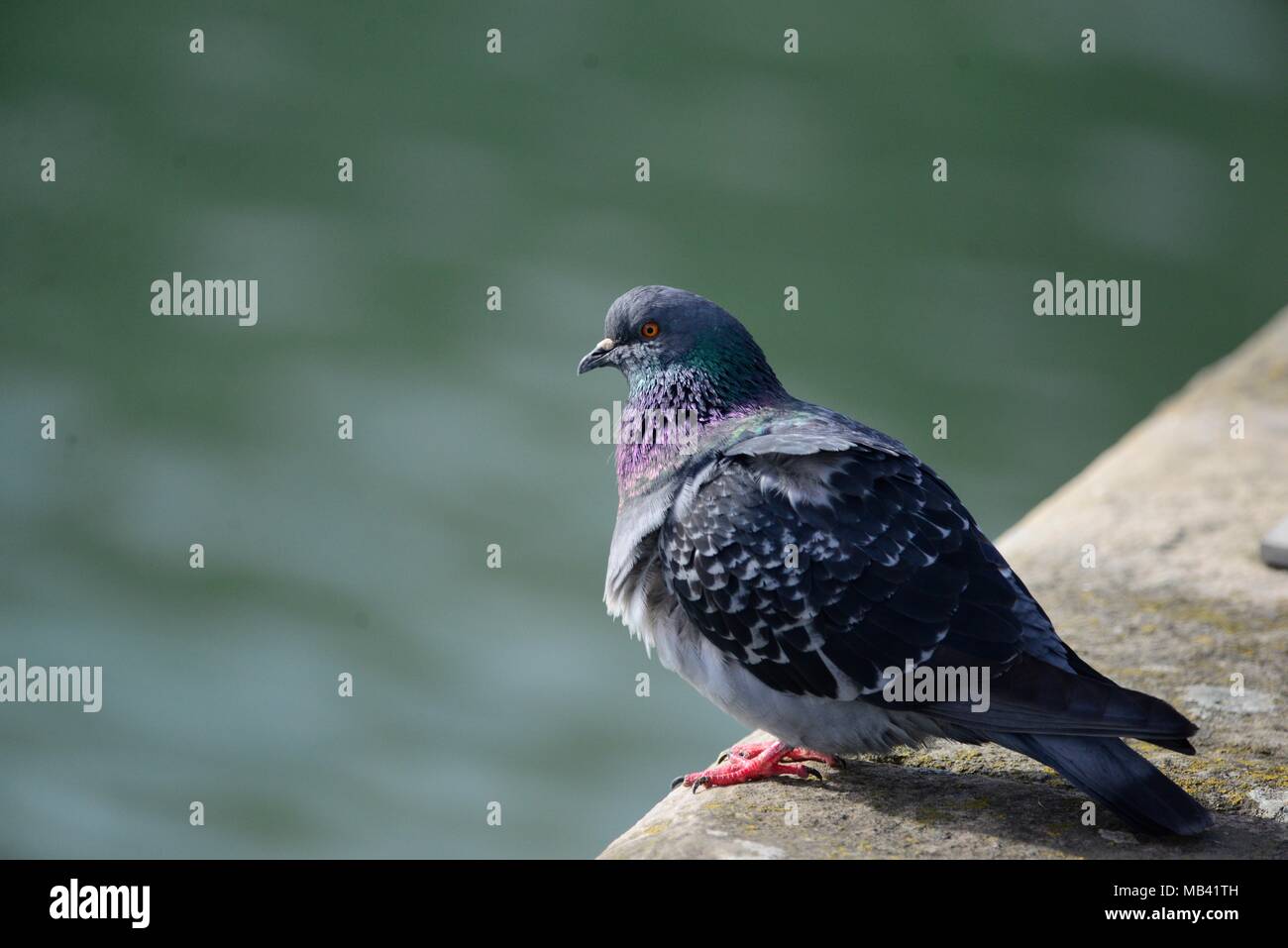 Feral Pigeon Foto Stock