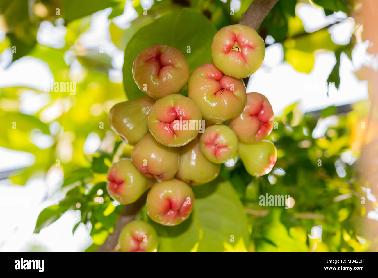 Syzygium frutti e foglie sul ramo di un albero in un giardino tropicale con vegetazione sfocata illuminata dal sole in background Foto Stock