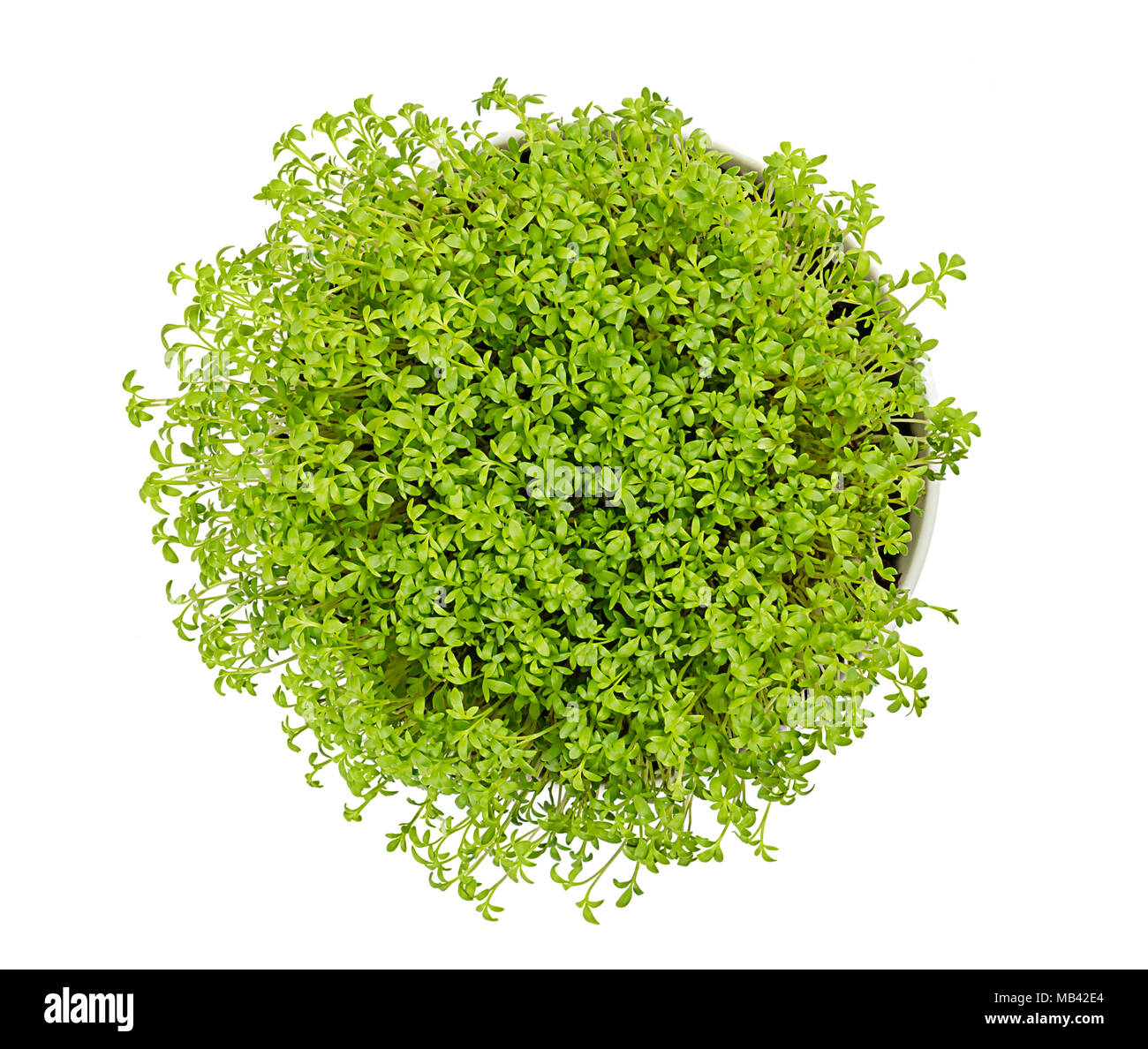 Garden cress in bianco ciotola, dall'alto, sopra il bianco. Microgreen e erbe commestibili. I cavoli freschi e giovani foglie. Anche la senape e il crescione o pepperwort. Foto Stock