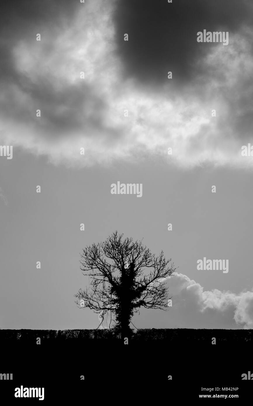Stagliano quercia (Quercus sp.) contro le potenti sky. Bianco e nero albero nella parte anteriore di nuvole nella campagna britannica, in primavera Foto Stock