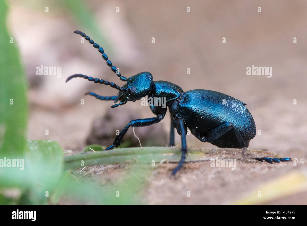 L'olio nero beetle (Meloe proscarabaeus) femmina. Coleottero europeo nella famiglia Meloidae, un nido parassita solitaria di api Foto Stock