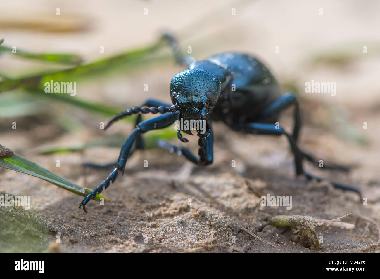 L'olio nero beetle (Meloe proscarabaeus) femmina. Coleottero europeo nella famiglia Meloidae, un nido parassita solitaria di api Foto Stock