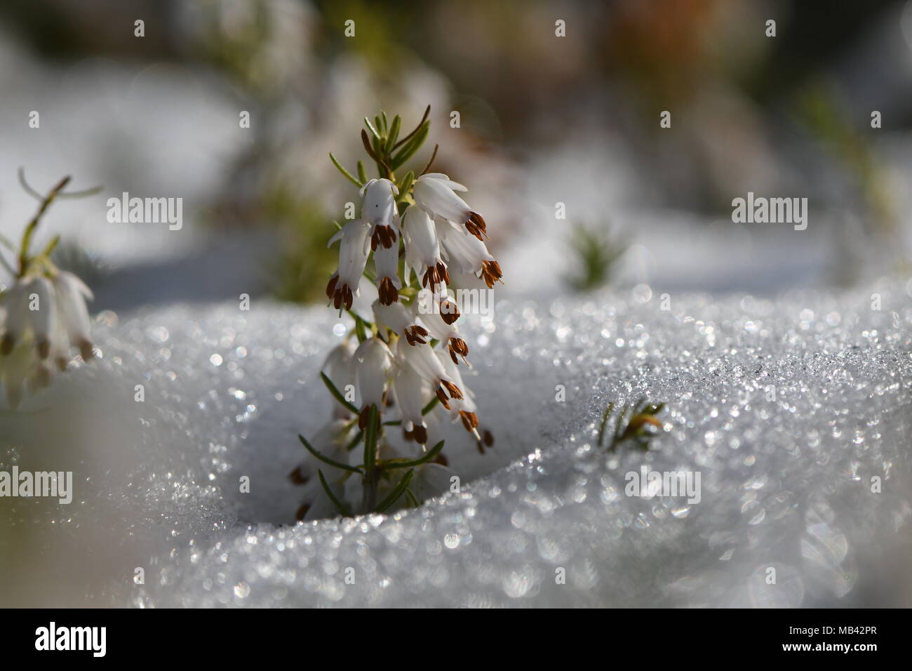 White erica (Erica sp.) fioritura attraverso la neve. Un close-up di fiori bianchi di un comune impianto di erica nella famiglia Ericaceae Foto Stock