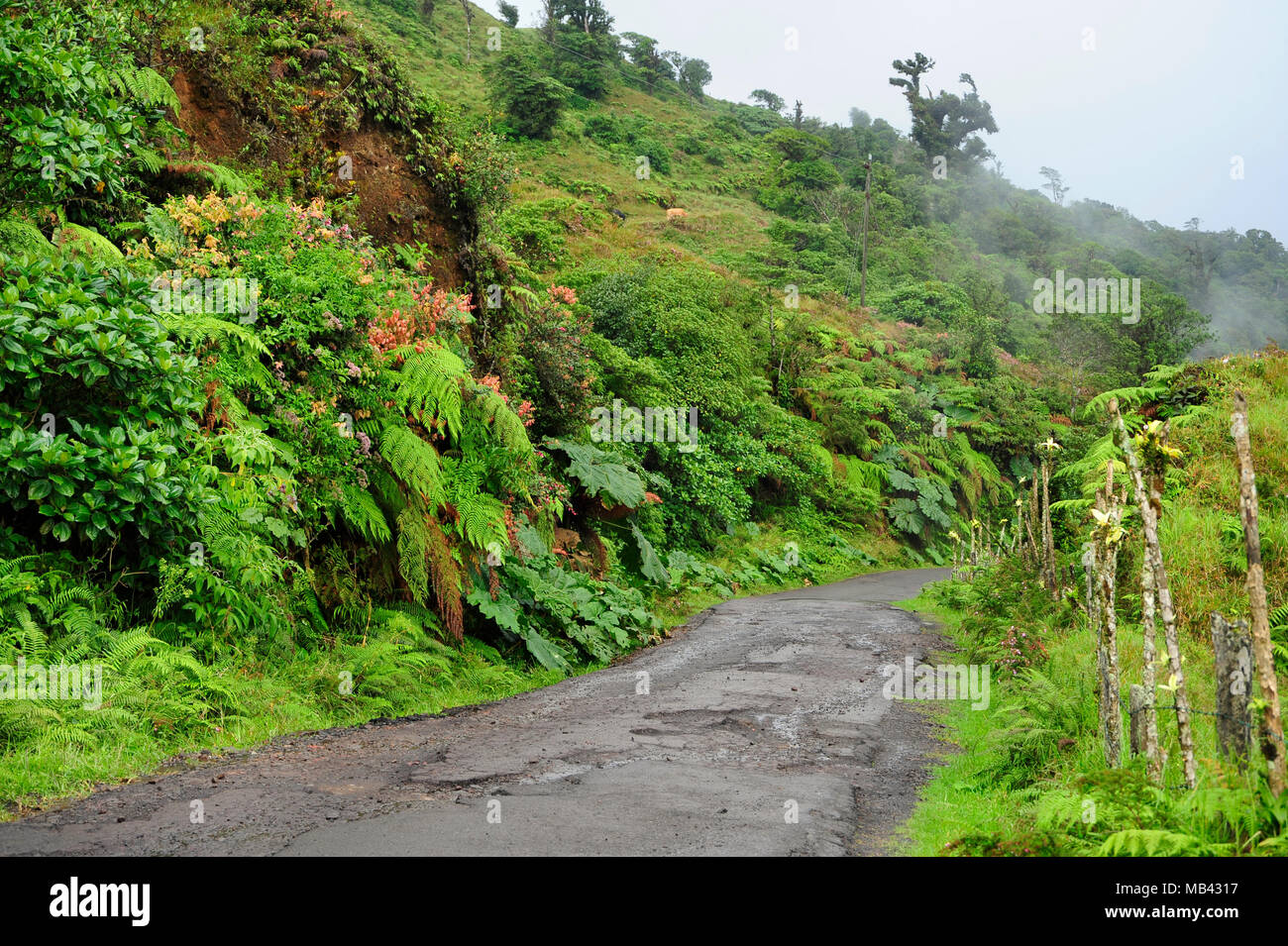 Una strada rurale si snoda attraverso la rigogliosa campagna in Valverde Vega in Costa Rica. Foto Stock
