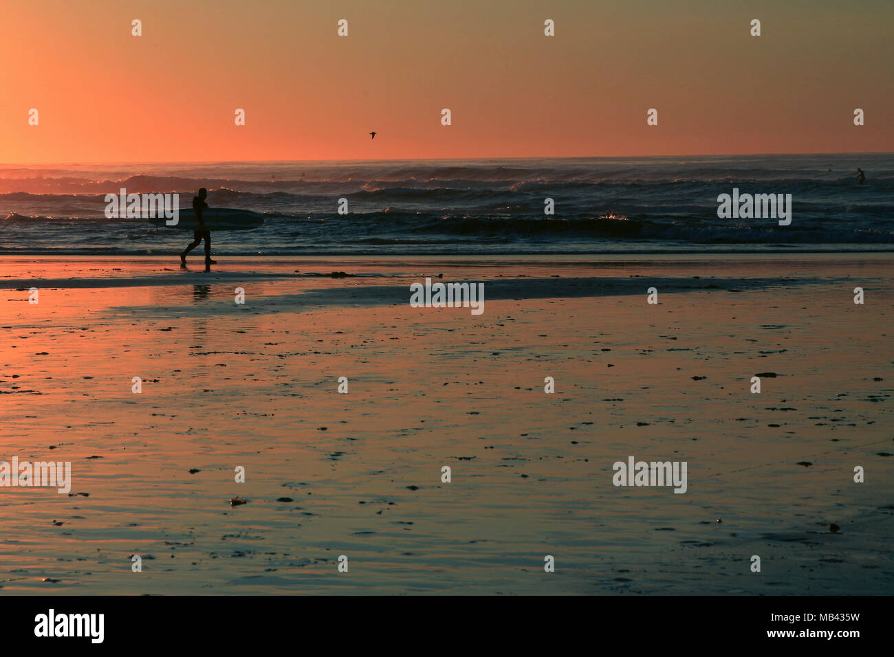 Un surfista si stagliano contro arancione tramonto a stato Asilomar Beach in California Foto Stock