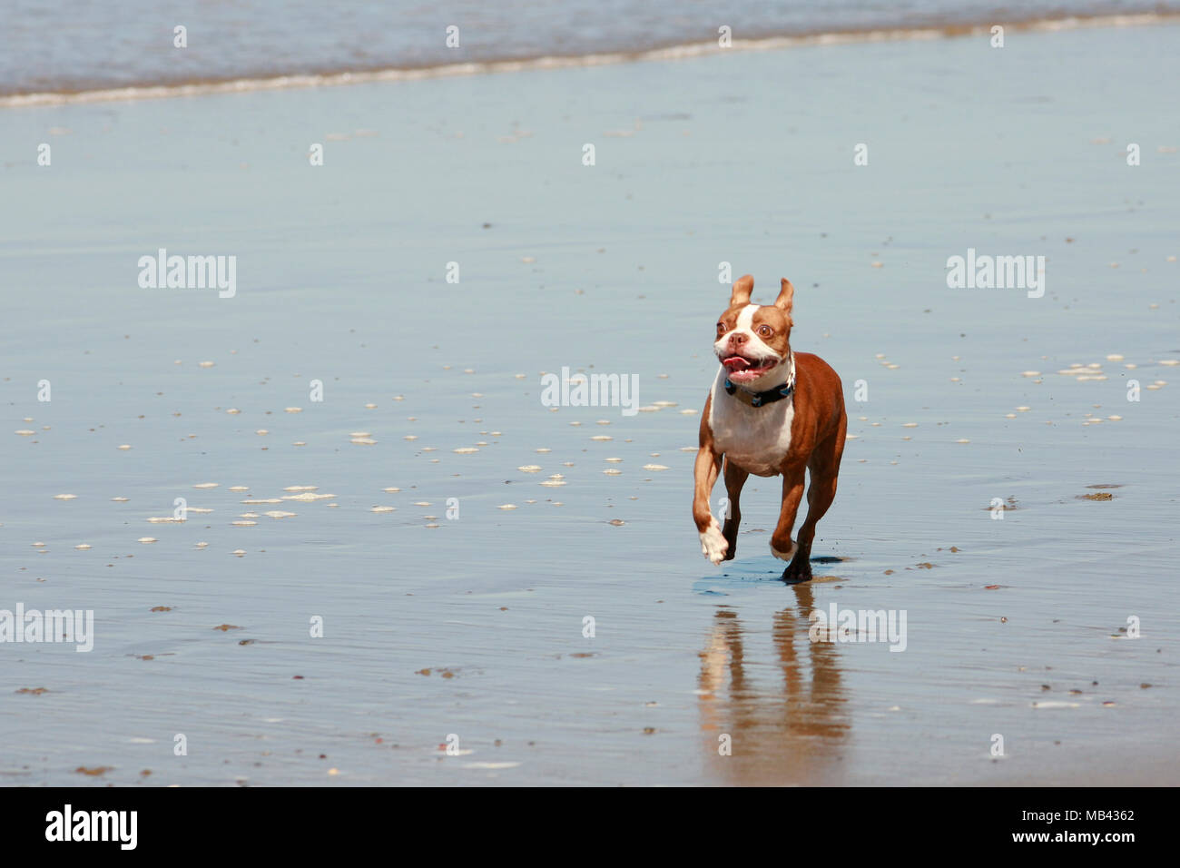 Red Boston Terrier cane sorrisi come Lei corre lungo la spiaggia Foto Stock