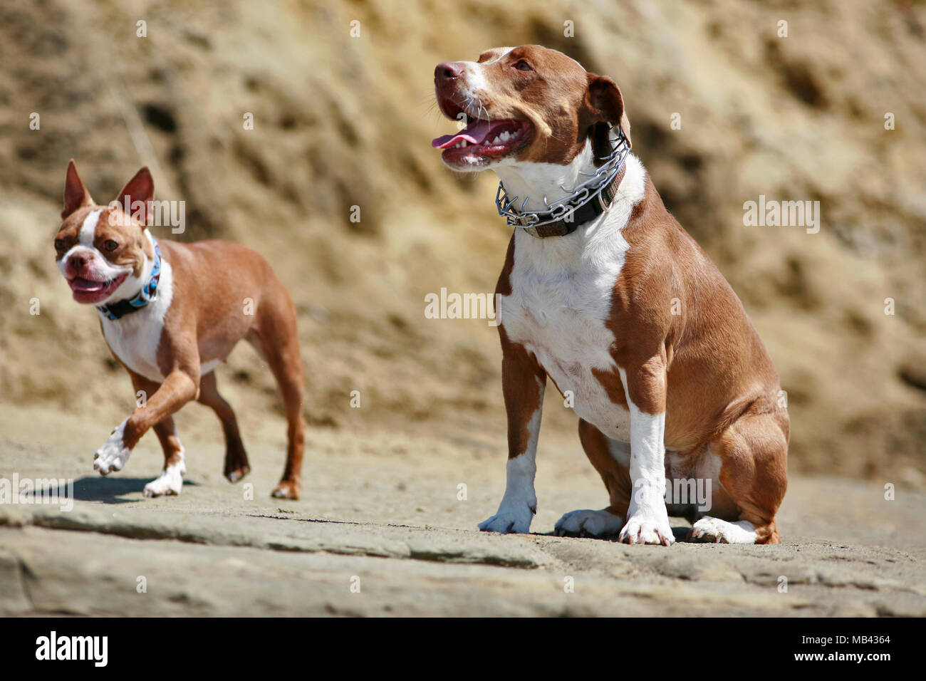 Fratelli da altra madre - Boston Terrier e Pit Bull mescolare i cani si assomigliano Foto Stock