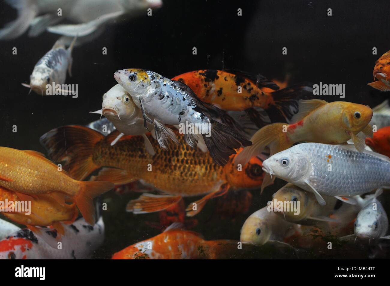 Arancione e bianco giapponese di pesci koi (Cyprinus rubrofuscus) Foto Stock