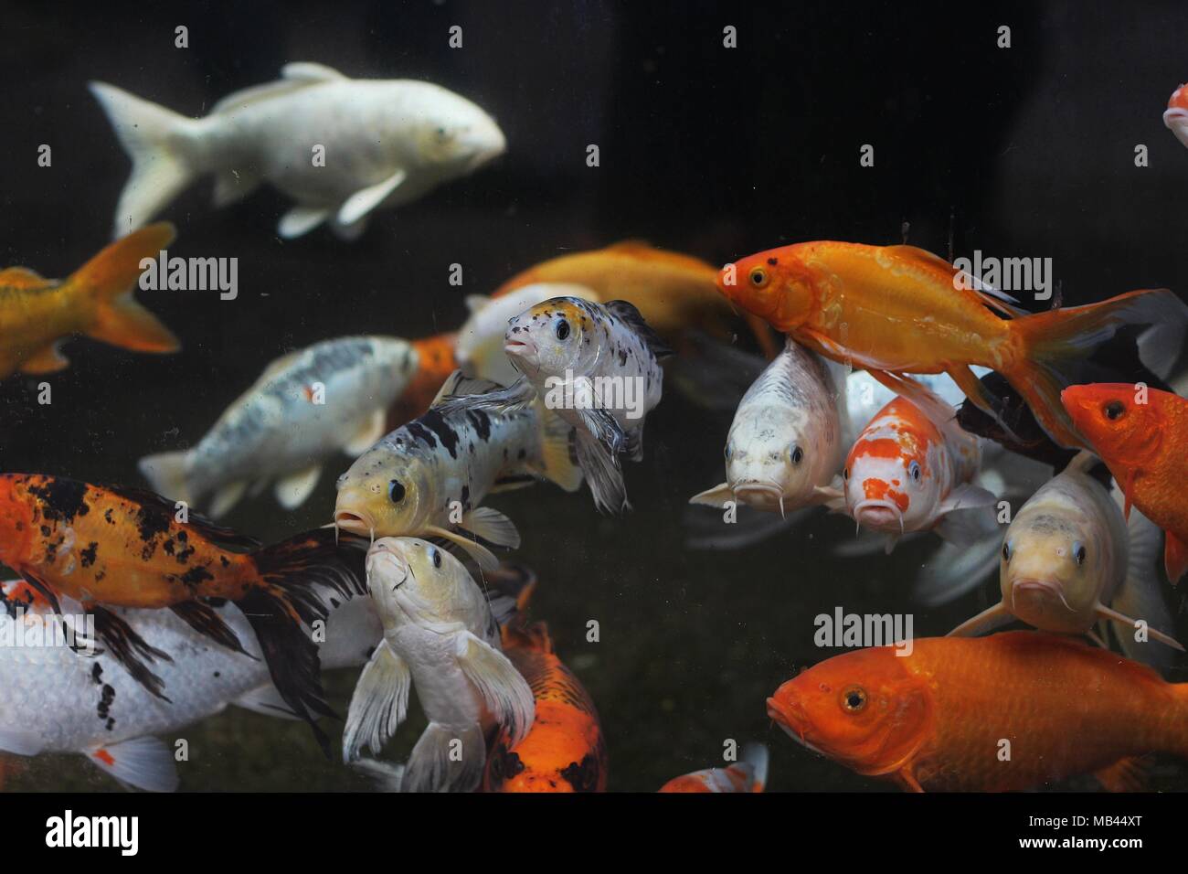 Arancione e bianco giapponese di pesci koi (Cyprinus rubrofuscus) Foto Stock