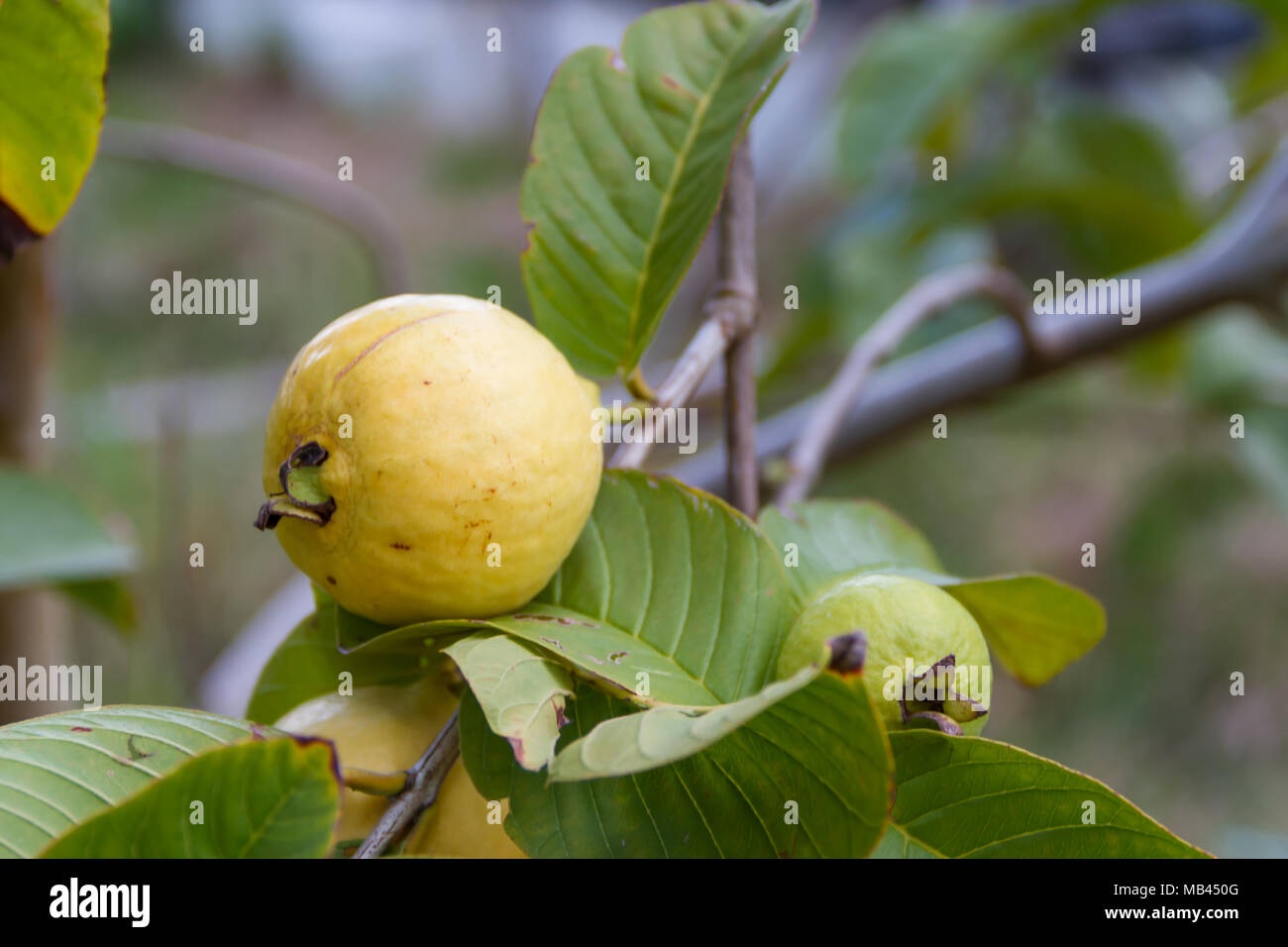 Guaiava fresco nel giardino biologico impianto Foto Stock