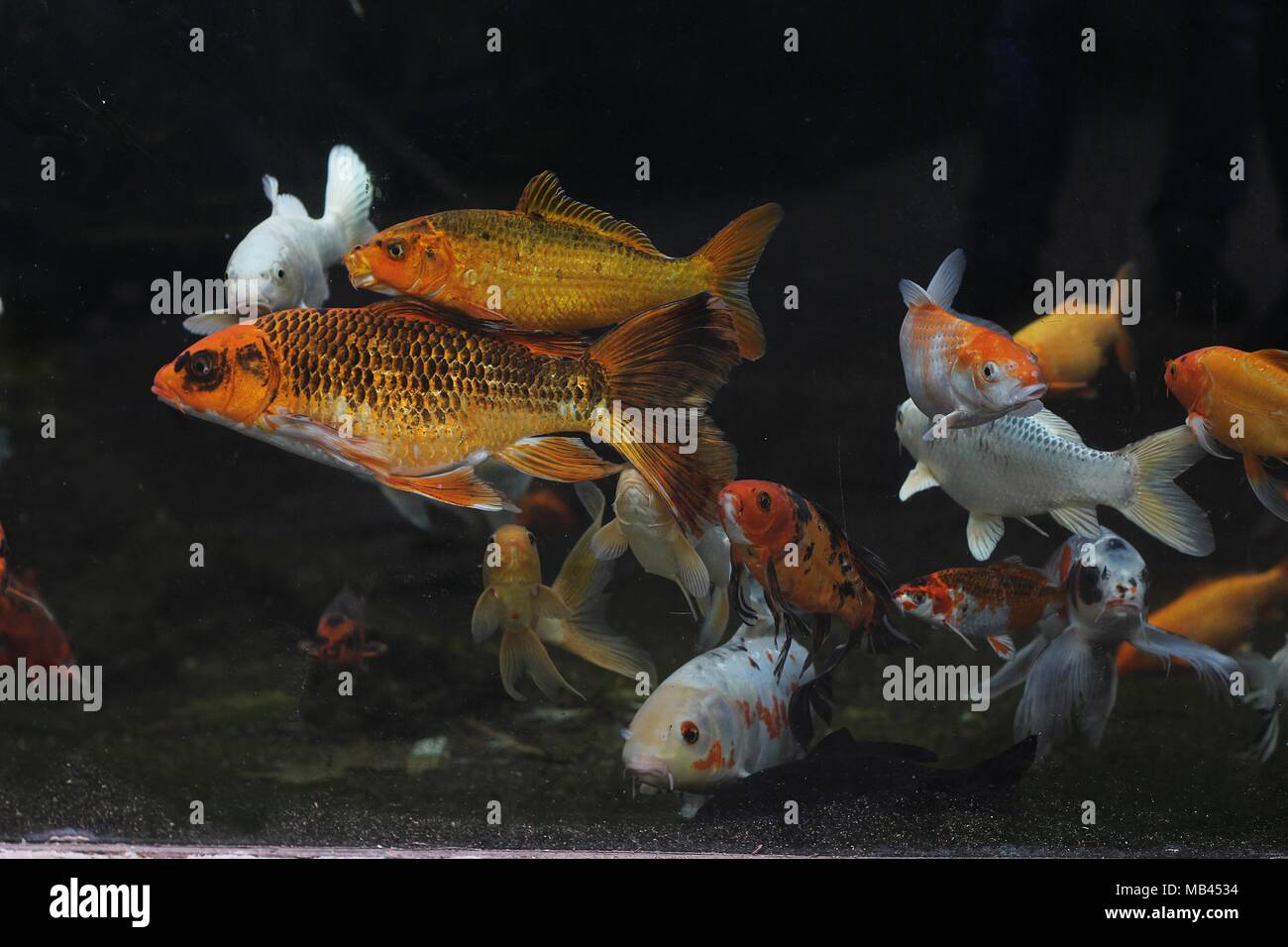 Arancione e bianco giapponese di pesci koi (Cyprinus rubrofuscus) Foto Stock