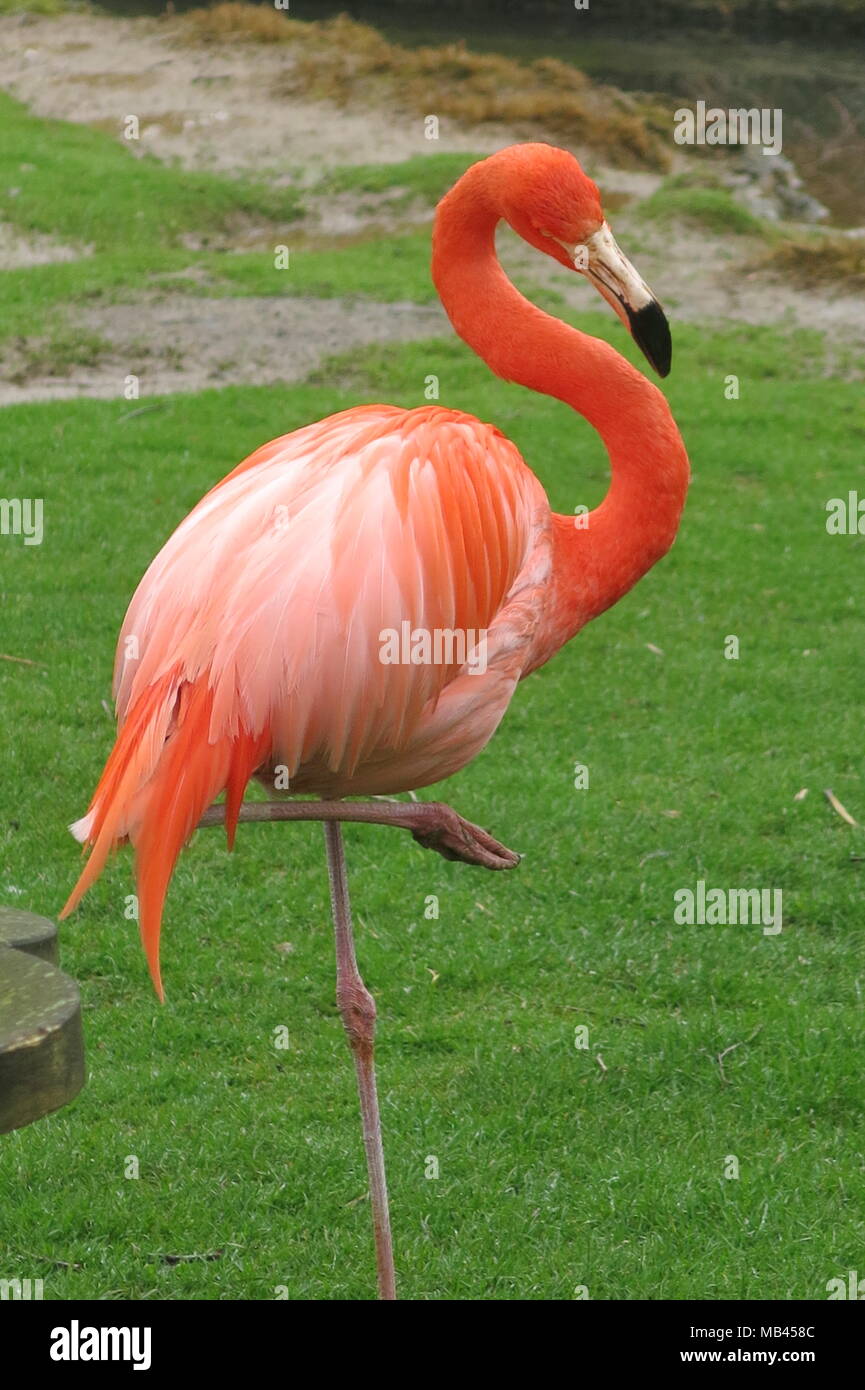 Un singolo, vivacemente colorato flamingo con il suo incredibilmente lungo il collo e le gambe; l'plummage arancione è un colore meraviglioso contrasto con l'erba verde Foto Stock