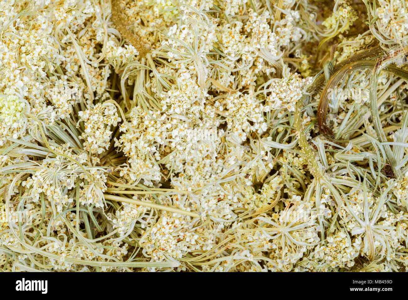 Daucus carota - carota selvatica, close-up. Foto Stock