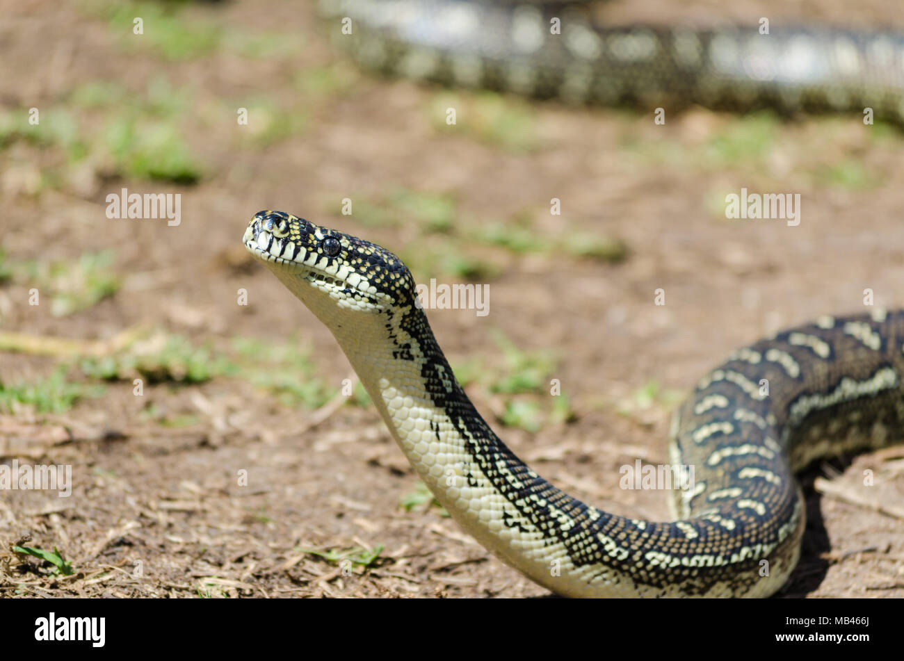 Australian Snake - Diamond Python, tappeto Python (Morelia Spilota) Foto Stock