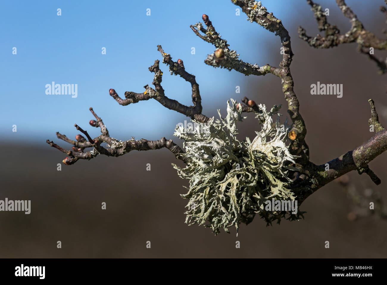 Evernia prunastri fotografato su un albero di biancospino in Wensleydale, Yorkshire. Foto Stock
