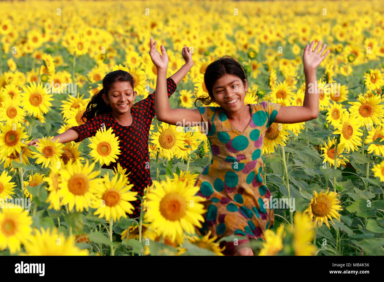 Noakhali, Bangladesh - Aprile 06, 2018: i bambini del Bangladesh gioca con semi di girasole in un girasole terreni agricoli a Noakhali area, Bangladesh. La zona di coltura del girasole nel quartiere è triplicato negli ultimi due anni come gli agricoltori locali sono sempre più interessati a coltivarla per ottenere un olio commestibile a costi inferiori. Foto Stock