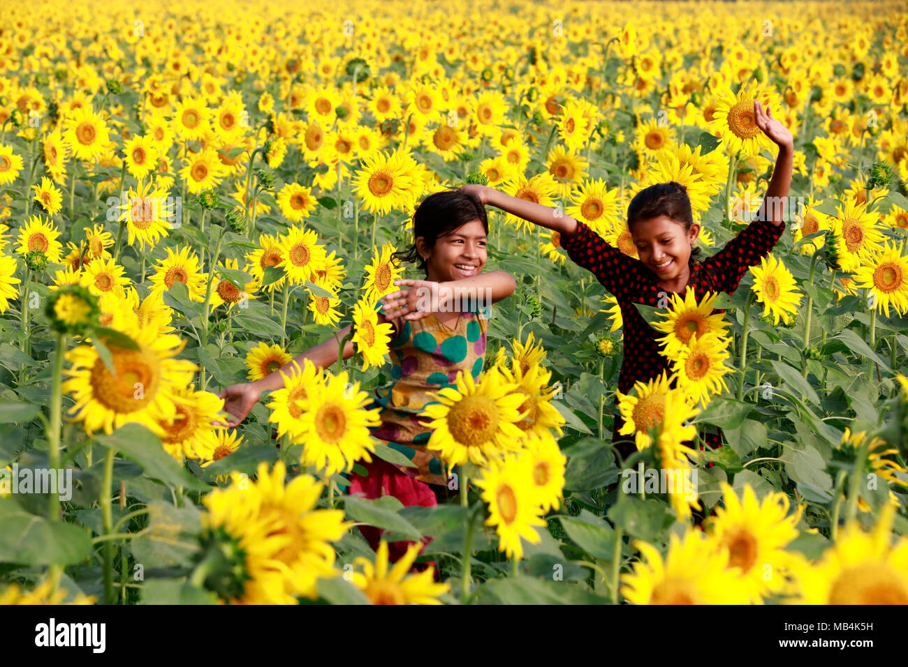 Noakhali, Bangladesh - Aprile 06, 2018: i bambini del Bangladesh gioca con semi di girasole in un girasole terreni agricoli a Noakhali area, Bangladesh. La zona di coltura del girasole nel quartiere è triplicato negli ultimi due anni come gli agricoltori locali sono sempre più interessati a coltivarla per ottenere un olio commestibile a costi inferiori. Foto Stock