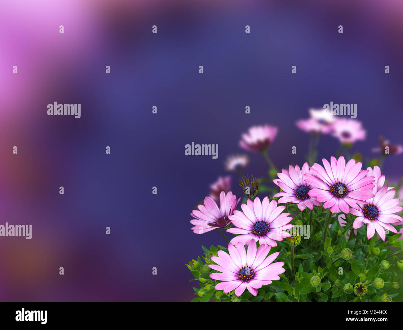 Daisy africana o osteospermum blue-eyed fiori rosa sul blu scuro sfondo sfocato Foto Stock