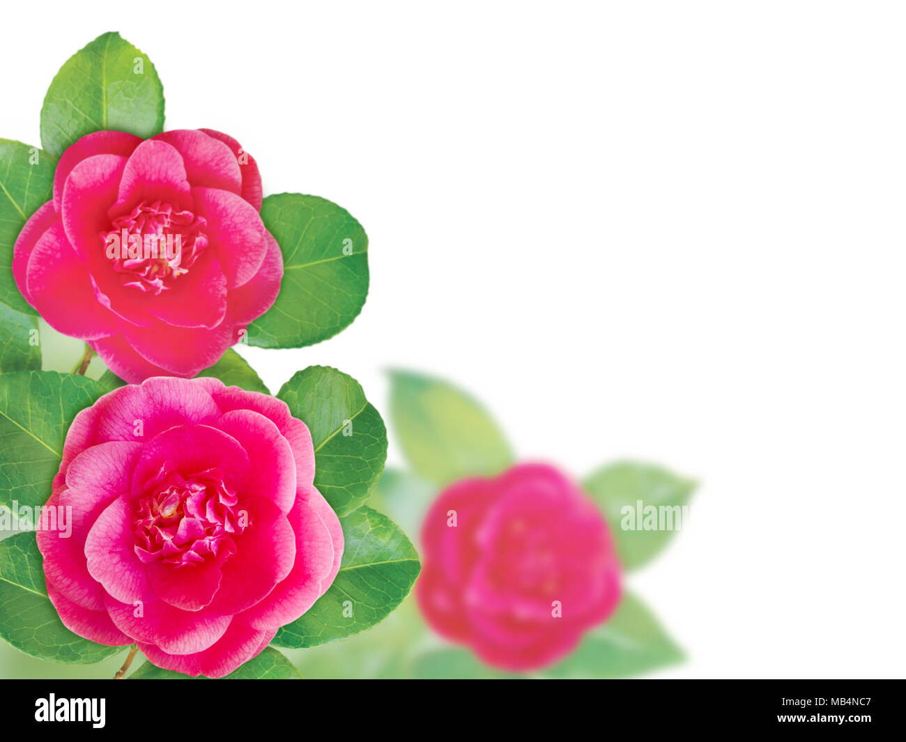 Delicato pink camellia forma anemone fiori con foglie. Angolo floreale. Foto Stock