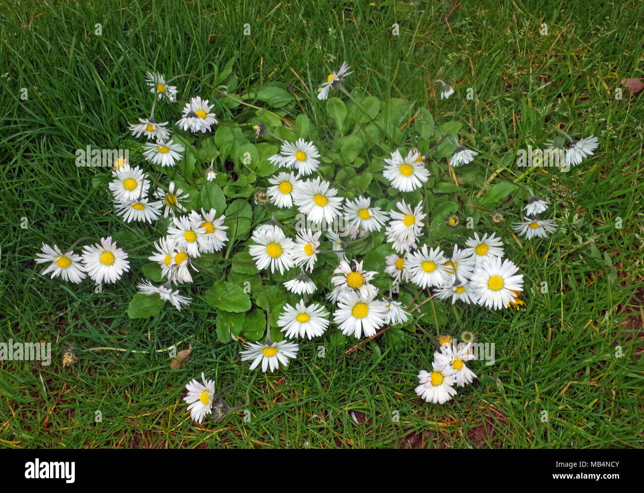 Wils daisy (leucanthemum vulgare) Foto Stock