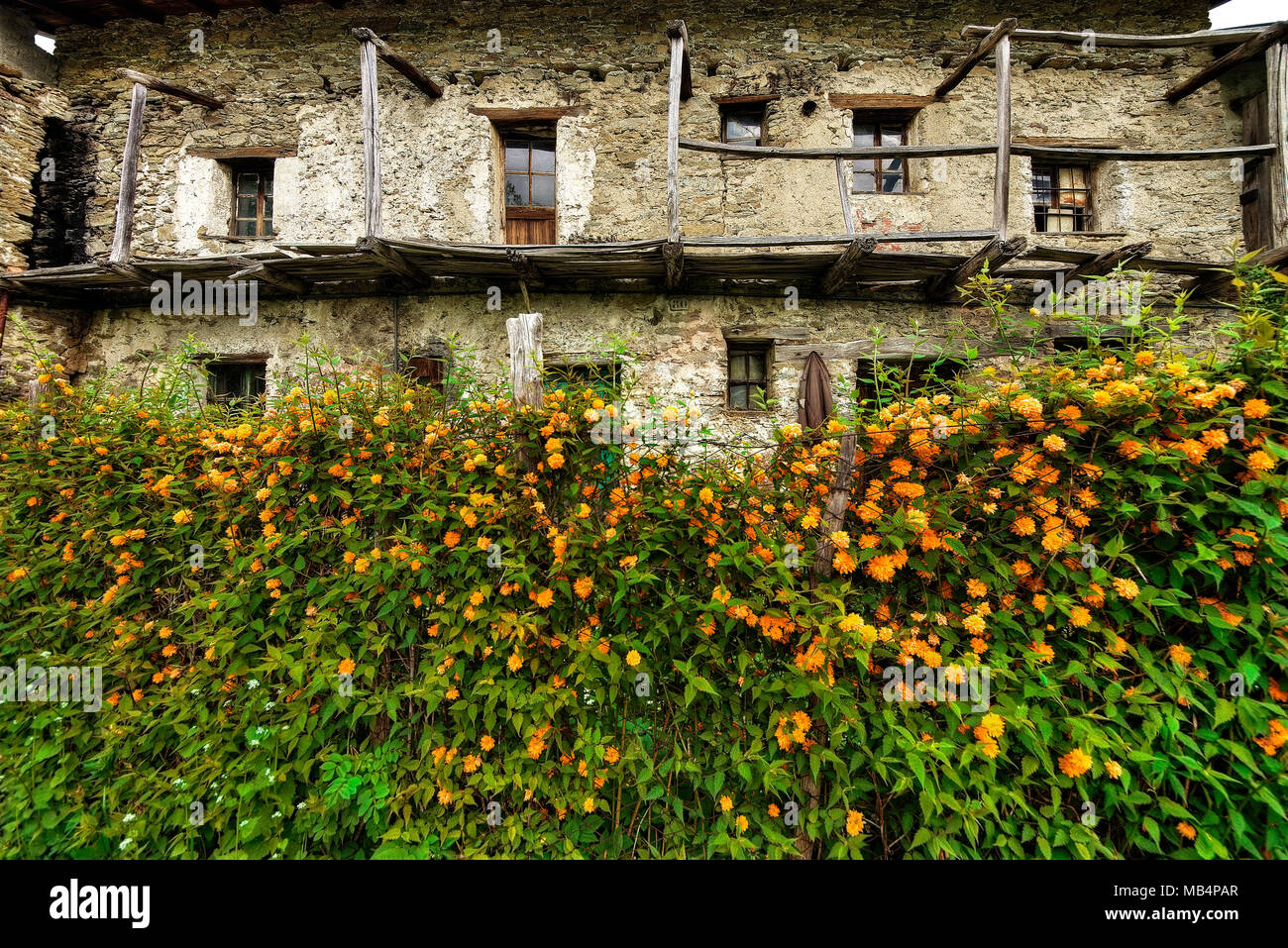 Lo spopolamento della montagna. Vecchio abbandonato casa di montagna in Mindino, comune di Garessio, in Piemonte, Italia. ... Ma i fiori ancora bloom. Foto Stock