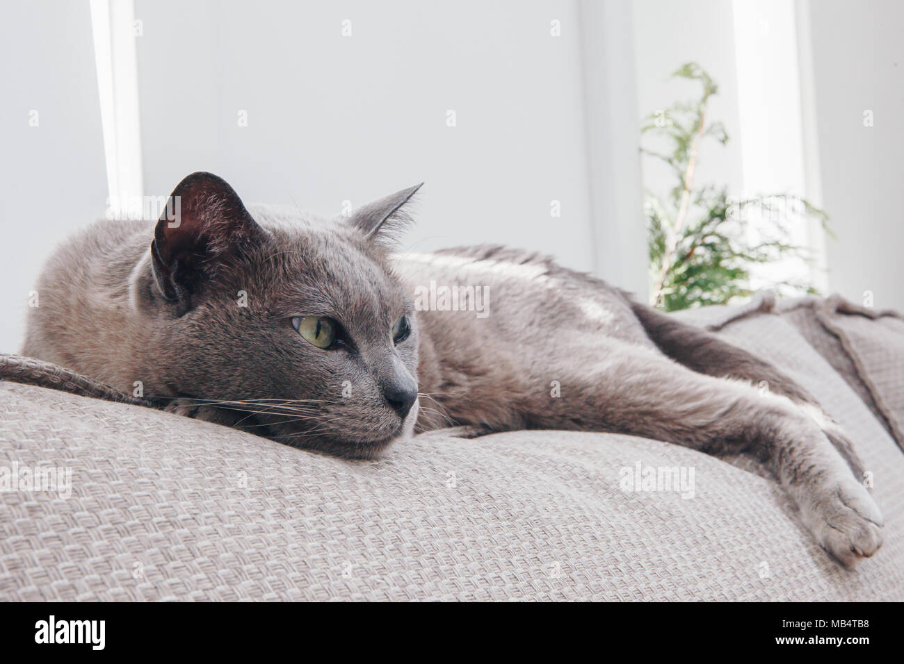 Grigio gatto birmano sdraiato su un lettino Foto Stock