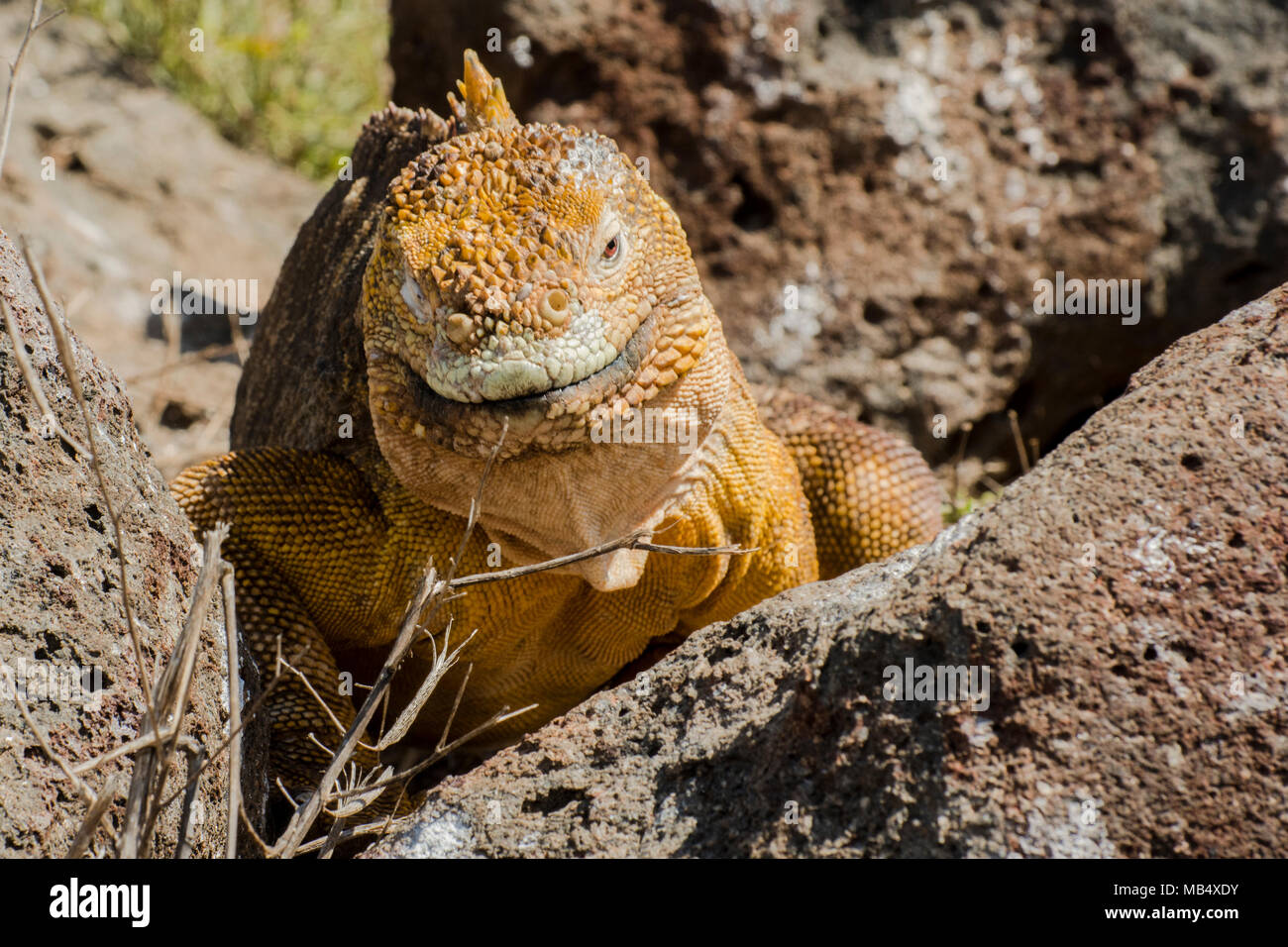 Un grande maschio terra Galapagos iguana (Conolophus subcristatus) su calde pietre laviche di North Seymour island appena a nord di Santa Cruz in Galapagos. Foto Stock