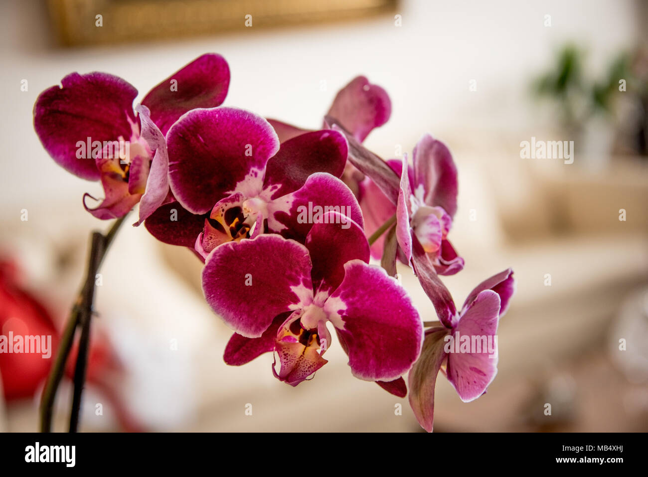 Spike di esotica rosa intenso o fresco magenta phalaenopsis orchidee crescere in ambienti interni in un salotto di una casa in una vista ravvicinata Foto Stock