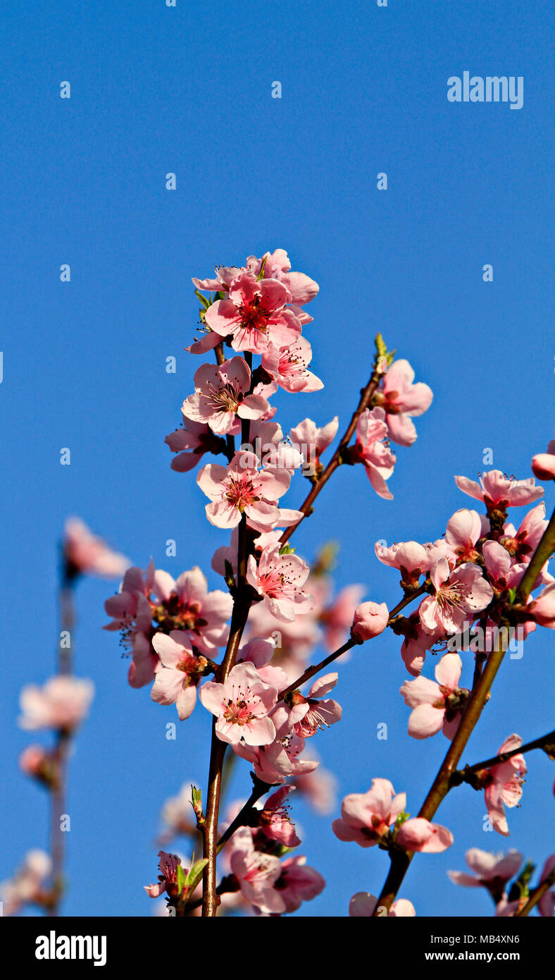 Fioritura di pesco Foto Stock