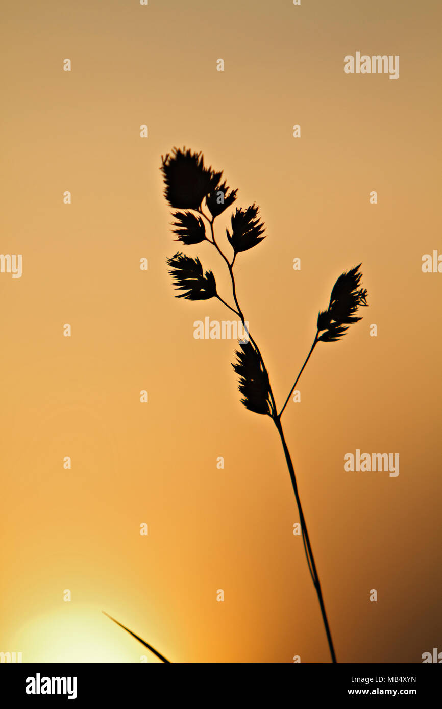 erba selvatica Foto Stock