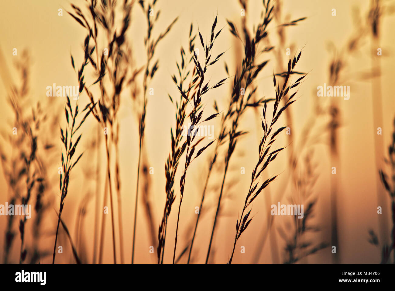 erba selvatica Foto Stock