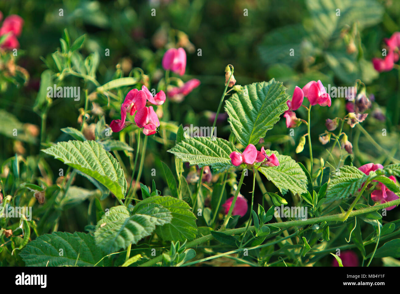 Erba selvatica fiore Foto Stock