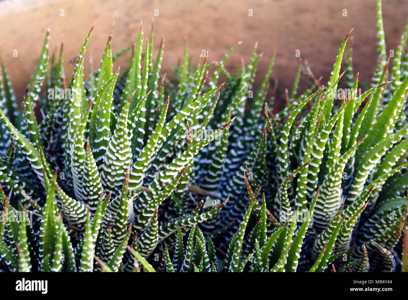 Zebra Cactus - impianto di perla Foto Stock