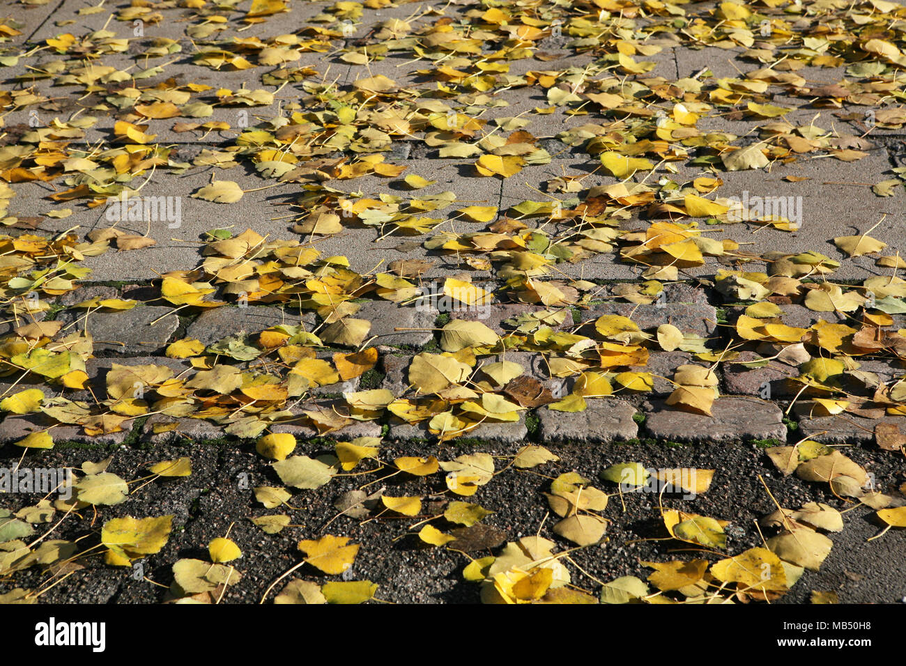 Marrone Giallo autunno cadono le foglie sul marciapiede Foto Stock