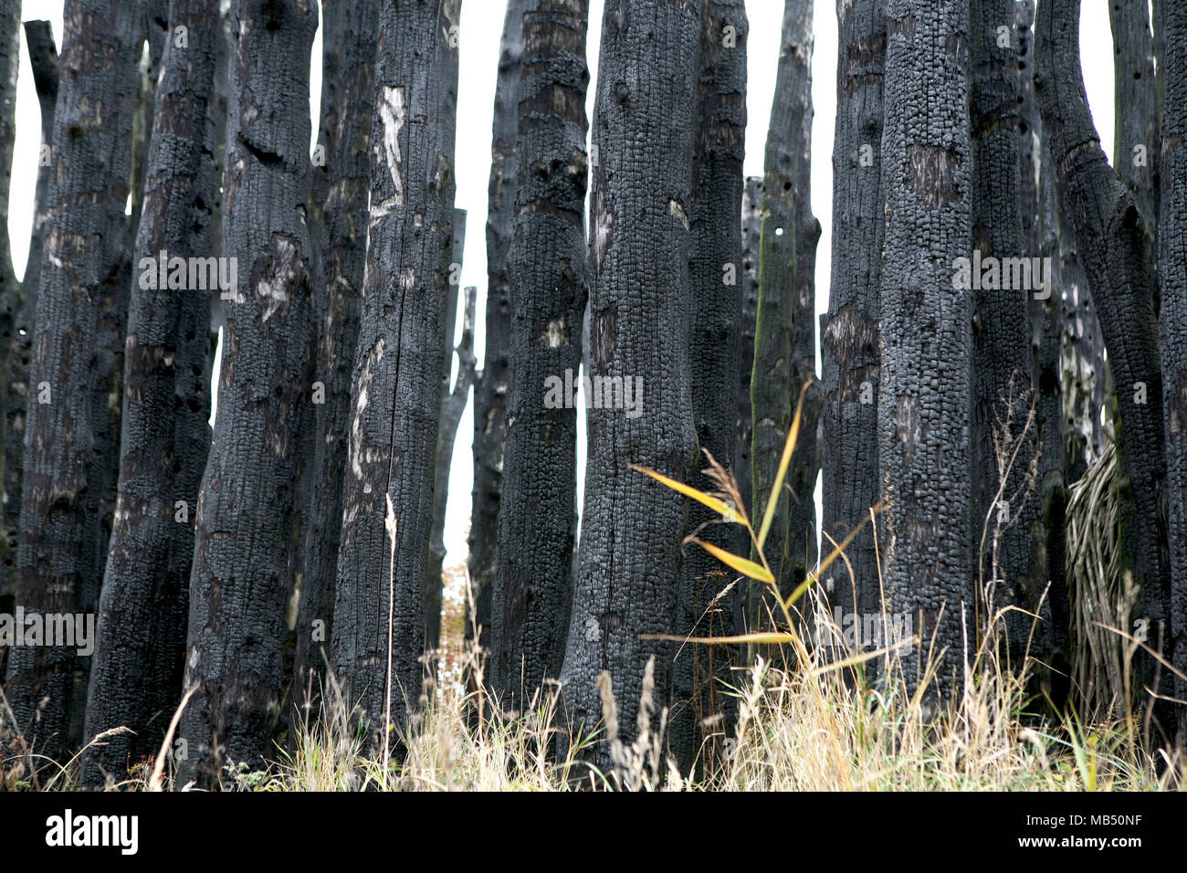 Set di black tronchi d albero vichinghi rituali Foto Stock